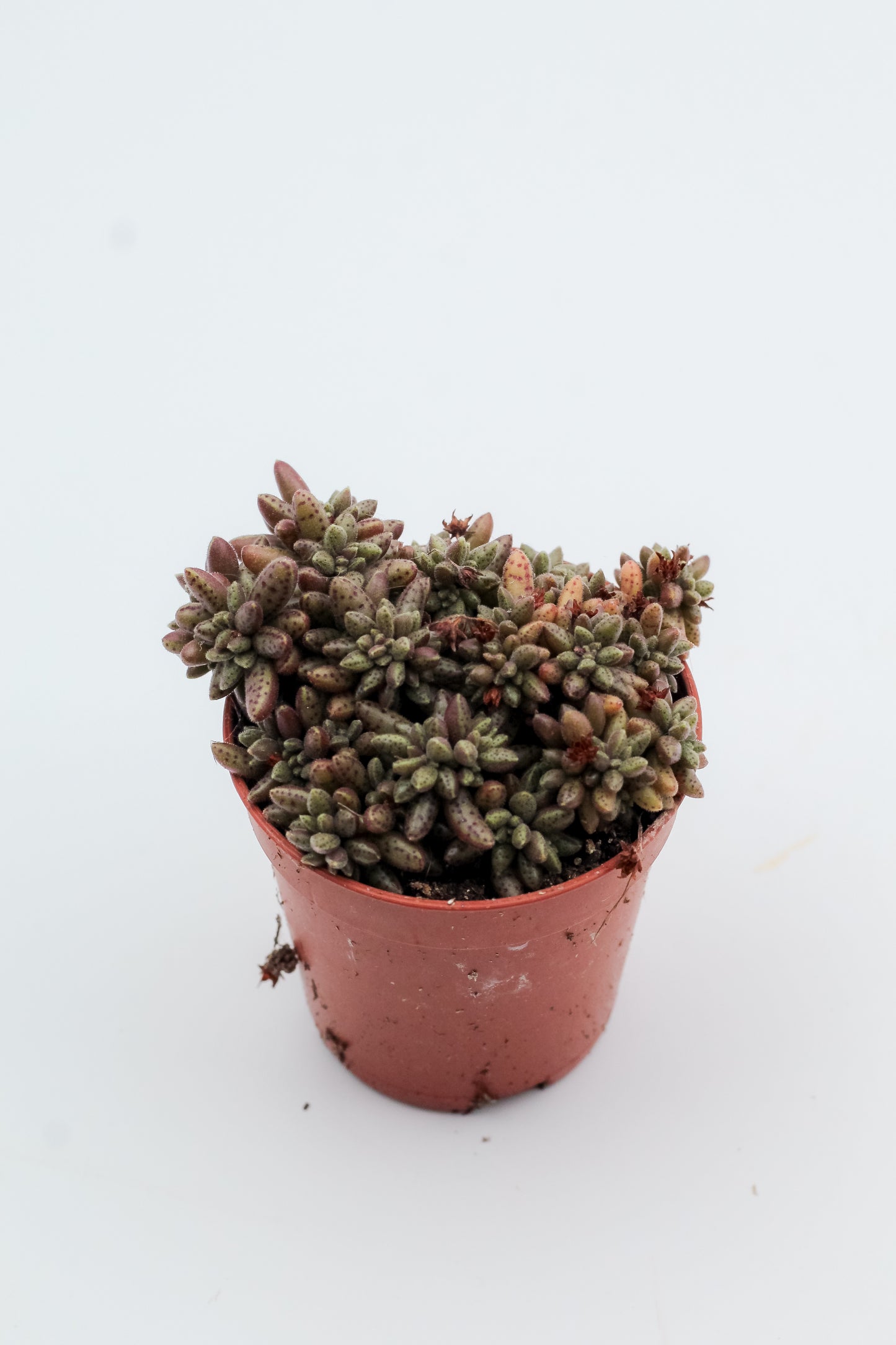 Crassula humbertii