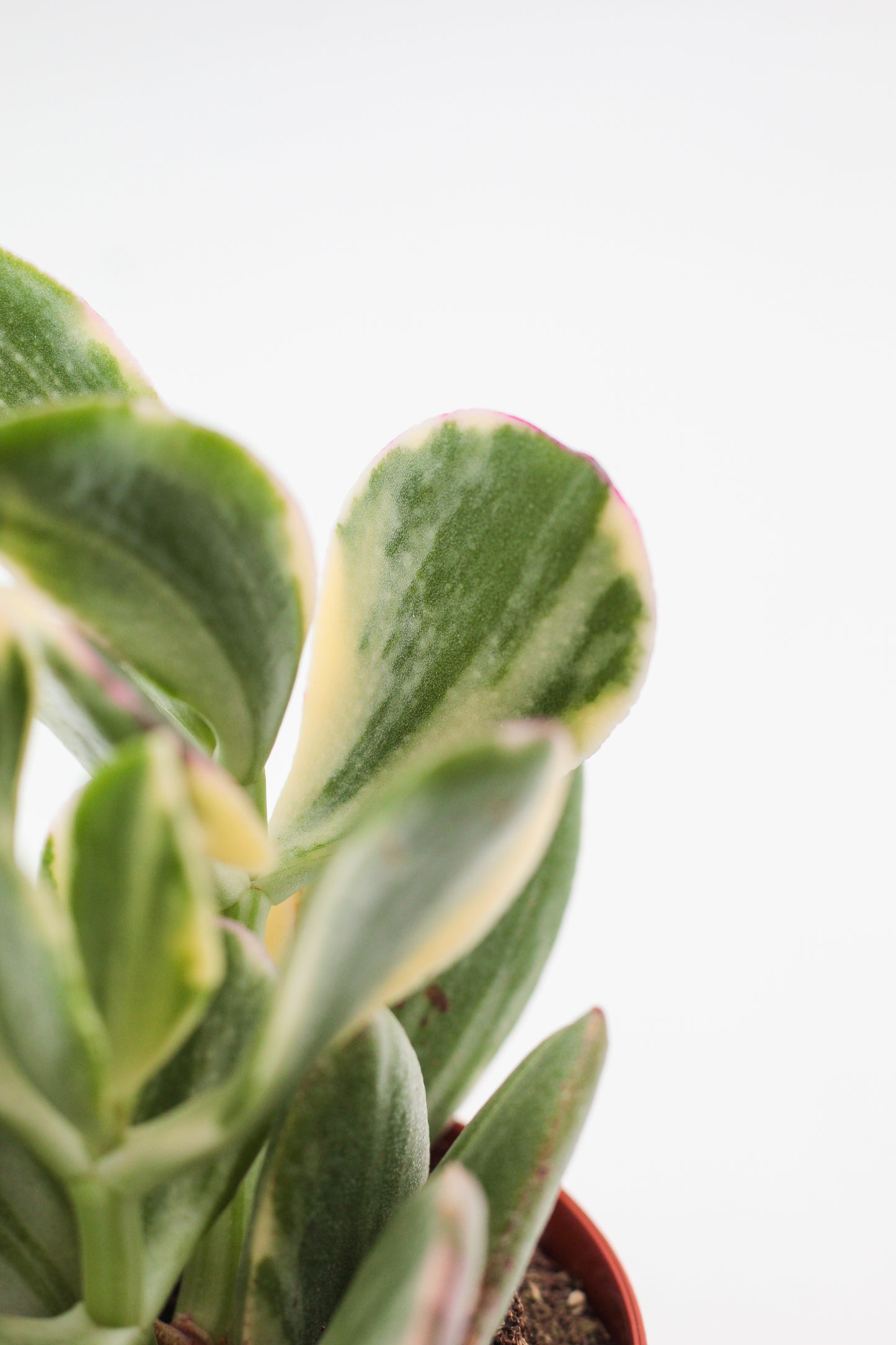 Crassula Obliqua Tricolor jade