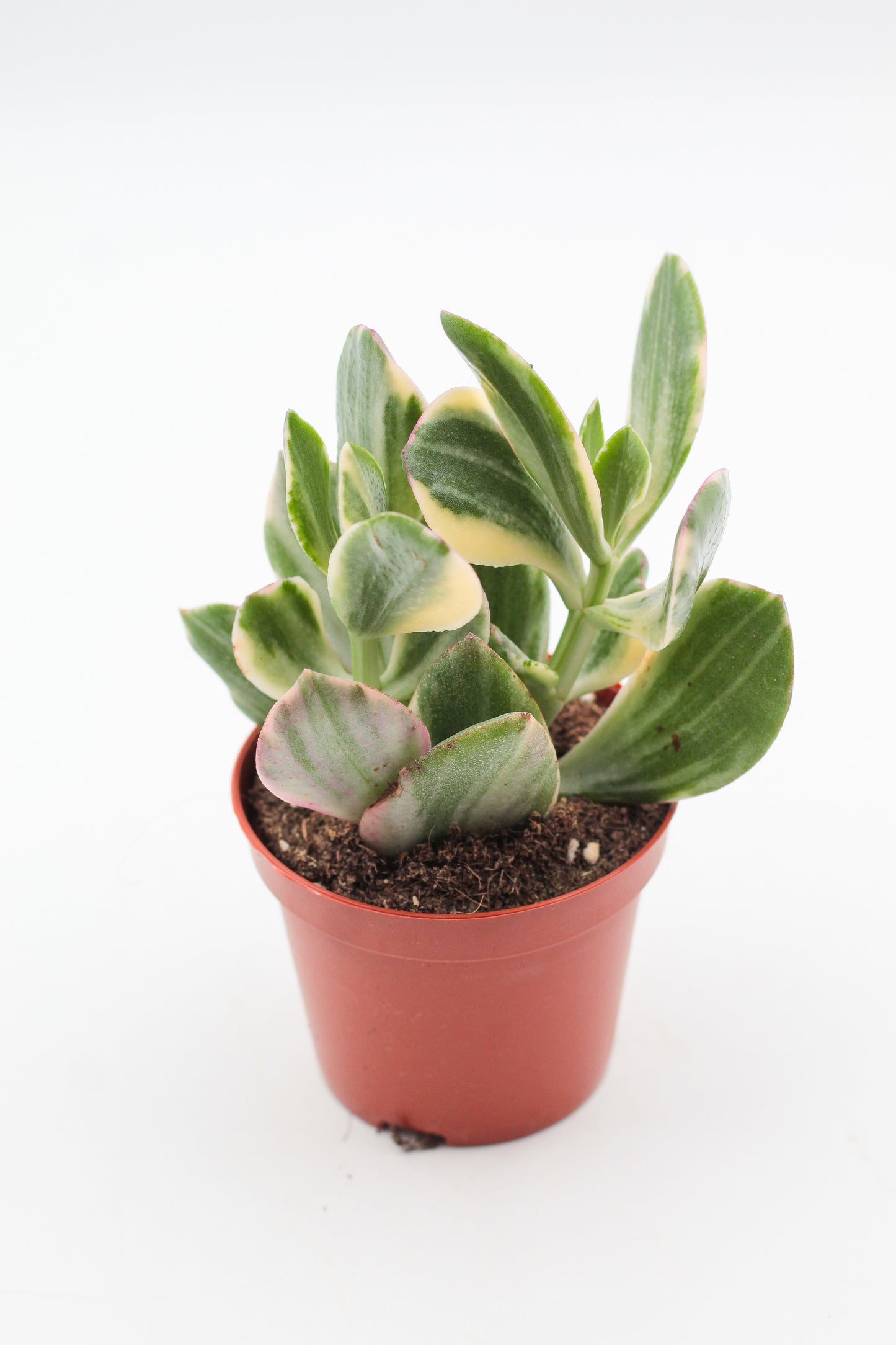 Crassula Obliqua Tricolor jade