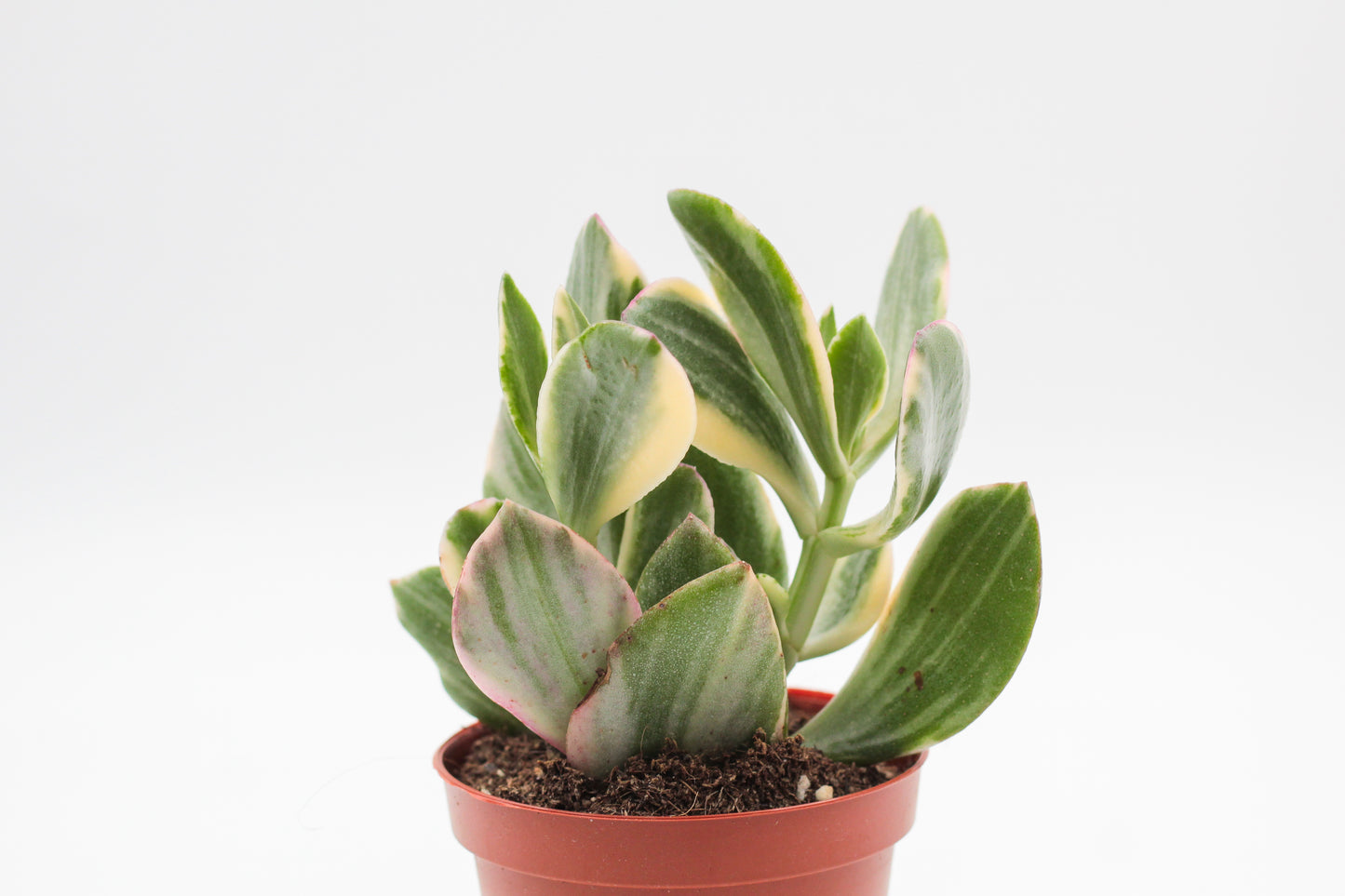 Crassula Obliqua Tricolor jade
