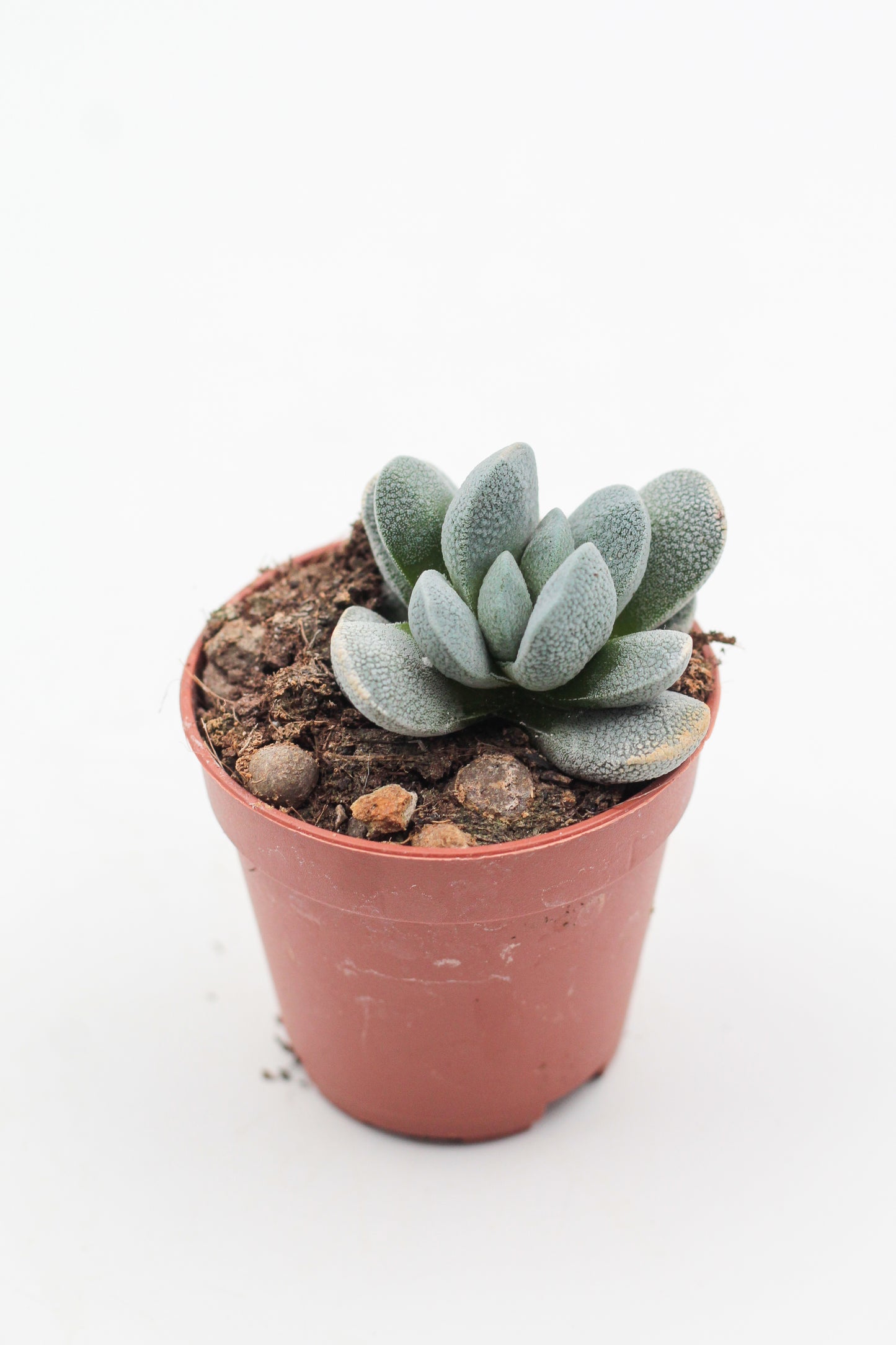 Crassula Tecta