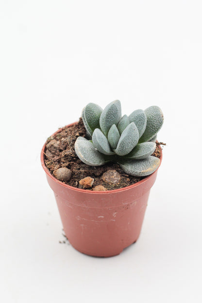 Crassula Tecta