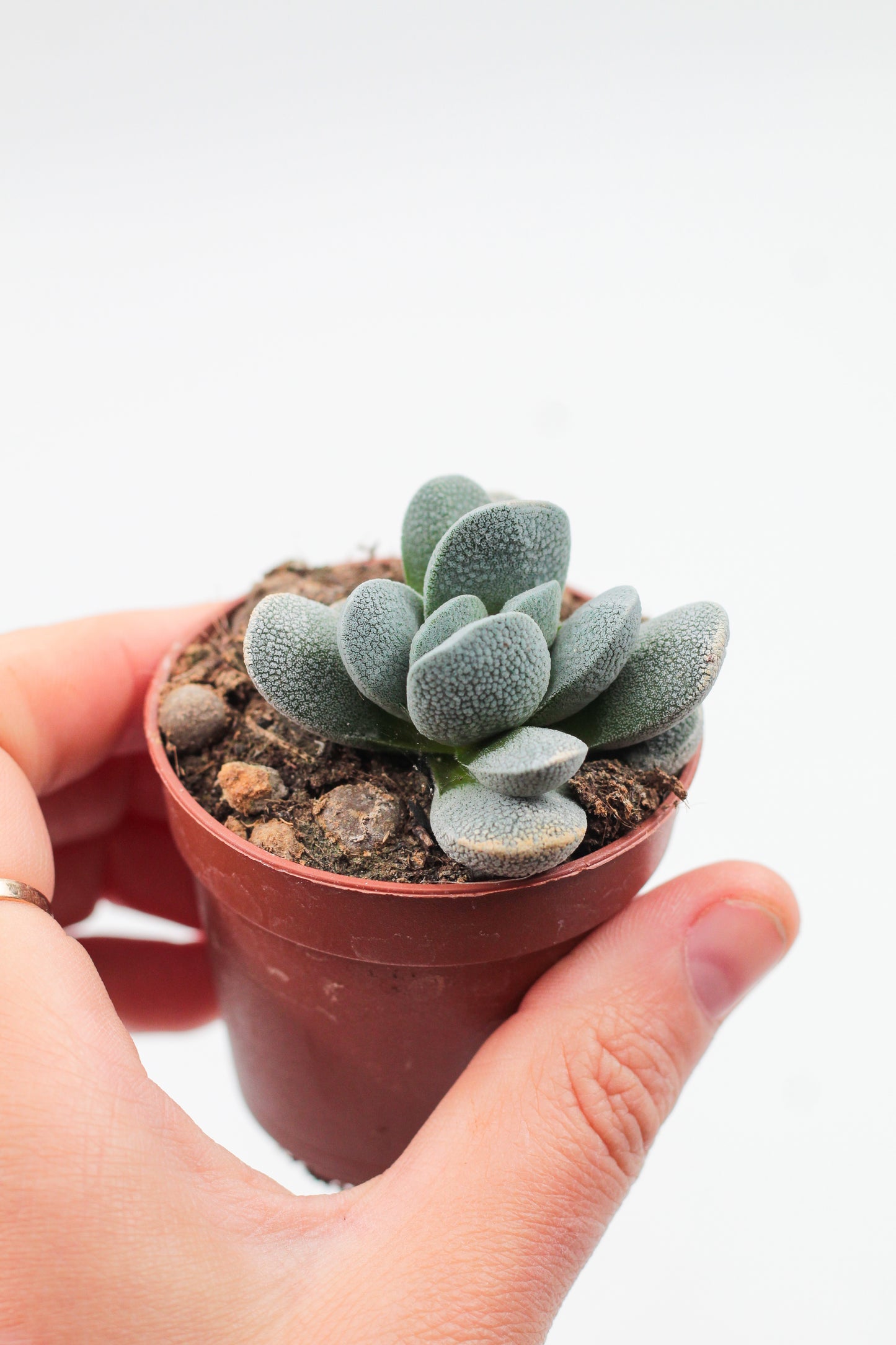 Crassula Tecta