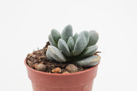 Crassula Tecta