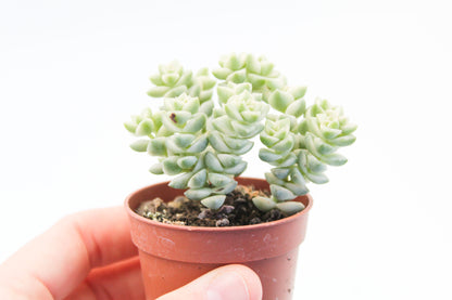 Crassula Pastel (Variegata Tom Thumb)