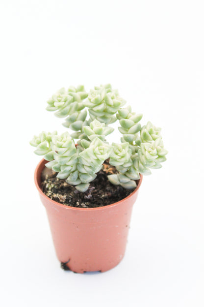 Crassula Pastel (Variegata Tom Thumb)