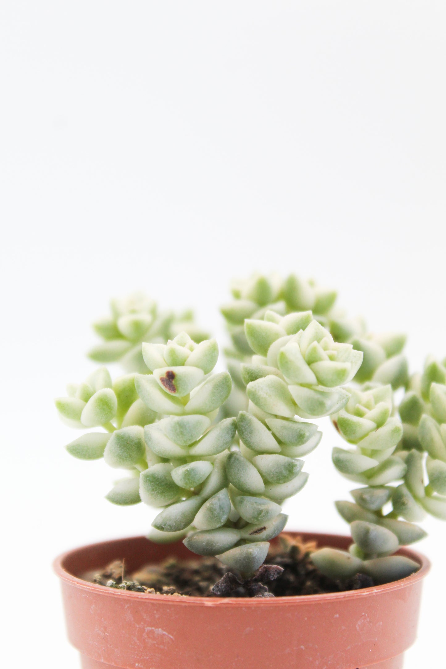 Crassula Pastel (Variegata Tom Thumb)