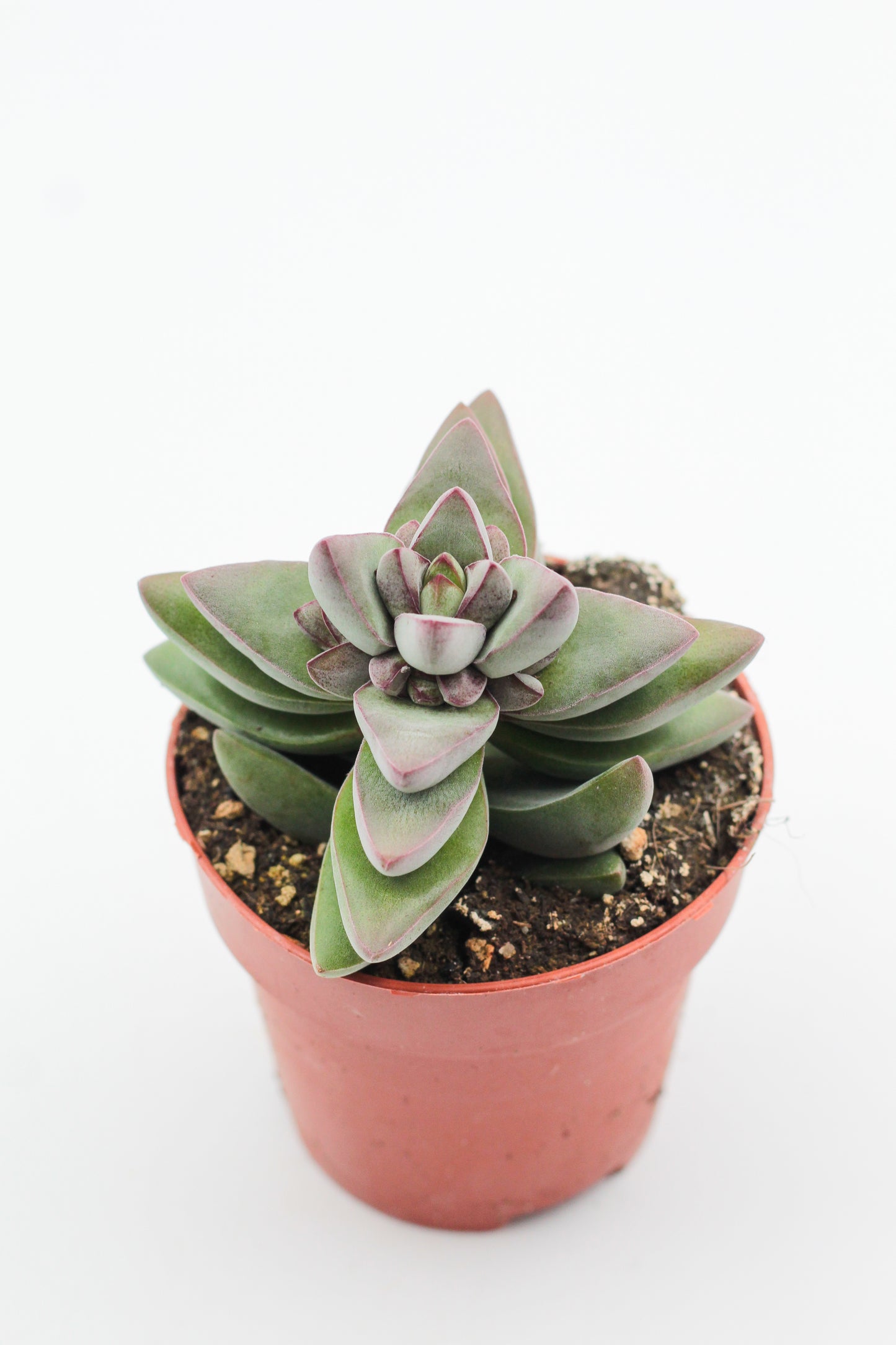 Crassula White Benjamin