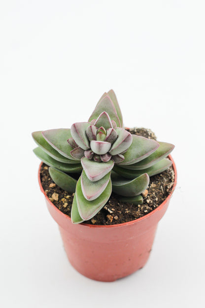 Crassula White Benjamin