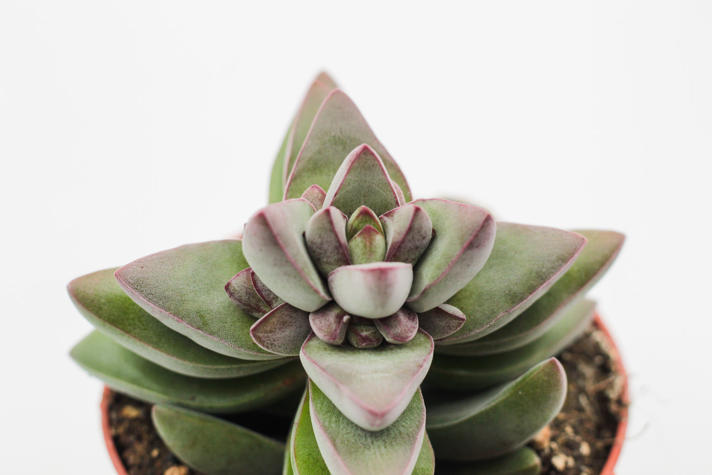 Crassula White Benjamin