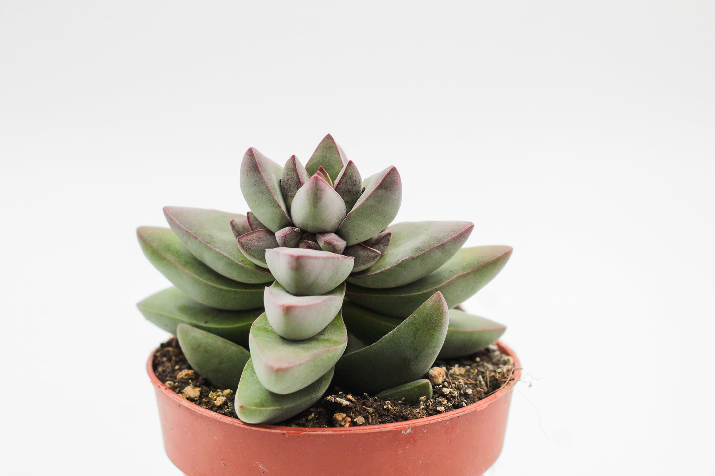 Crassula White Benjamin