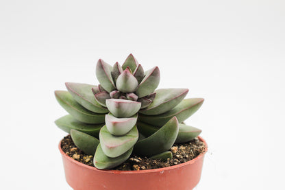 Crassula White Benjamin