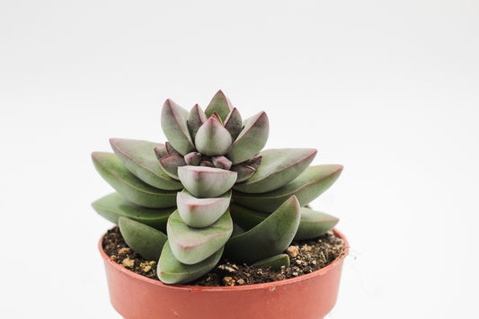 Crassula White Benjamin