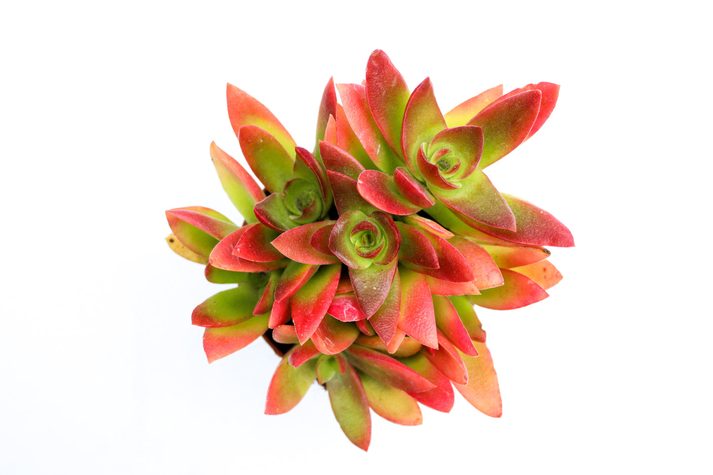 Crassula Capitella Campfire rood