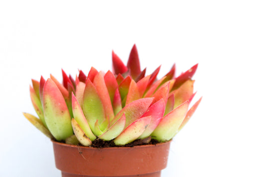 Crassula Capitella Campfire rood