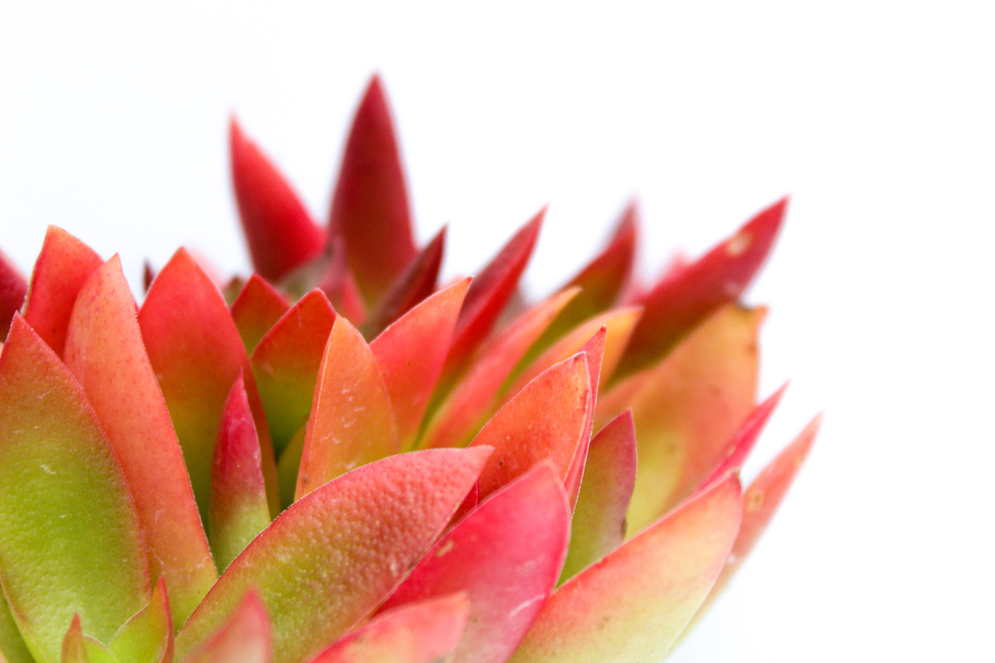 Crassula Capitella Campfire rood