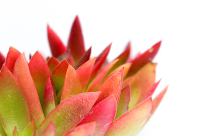 Crassula Capitella Campfire rood