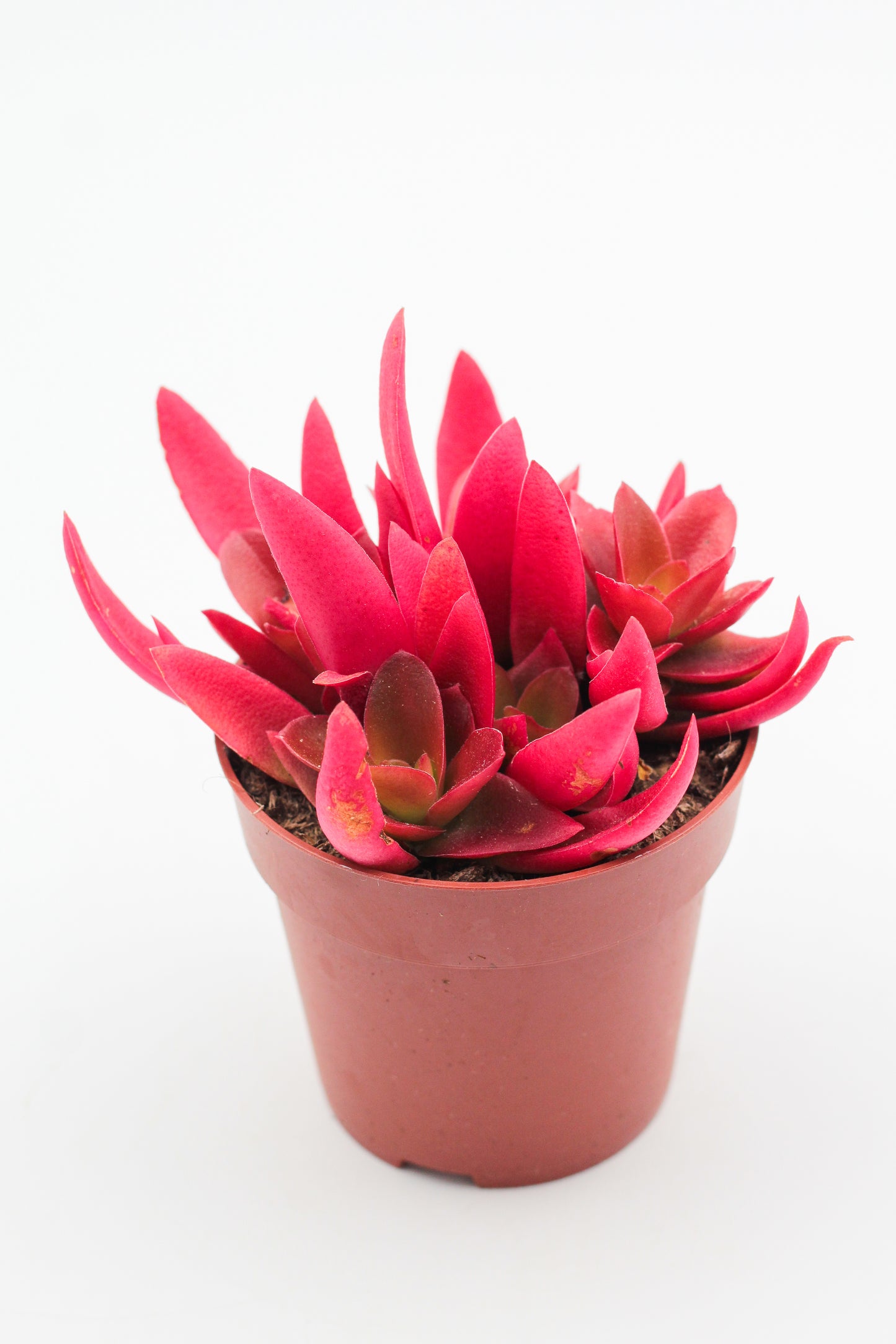 Crassula Capitella Campfire rood
