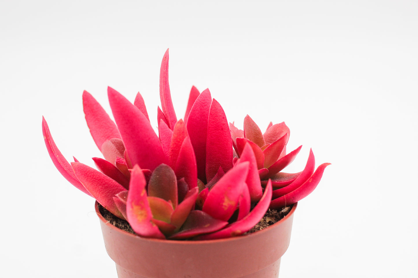 Crassula Capitella Campfire rood