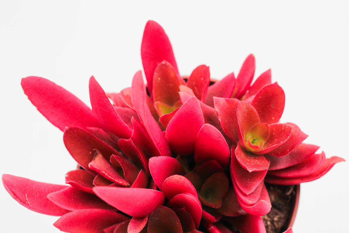 Crassula Capitella Campfire rood