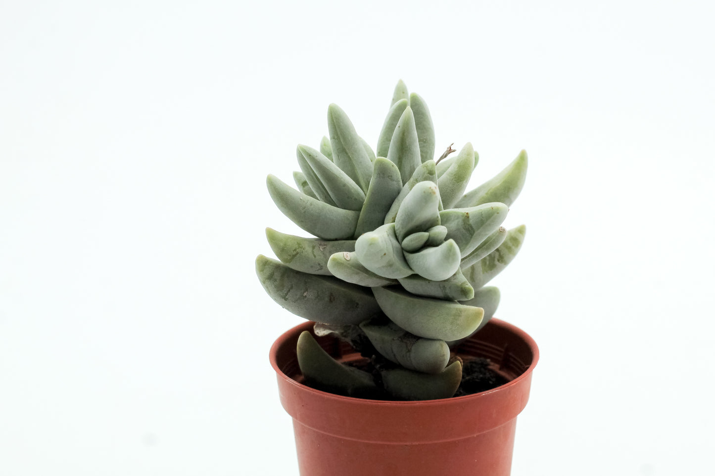 Crassula cornuta