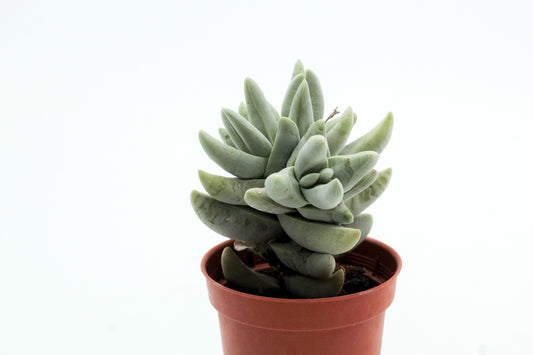 Crassula Cornuta