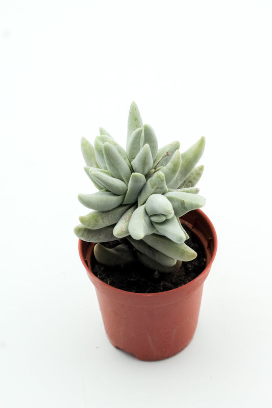 Crassula Cornuta
