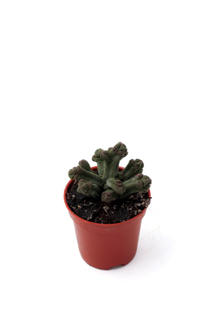 Crassula Pyramidalis