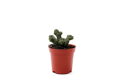 Crassula Pyramidalis