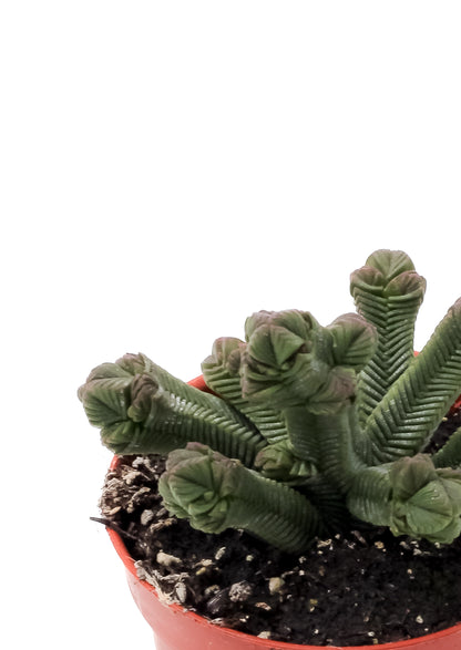 Crassula Pyramidalis