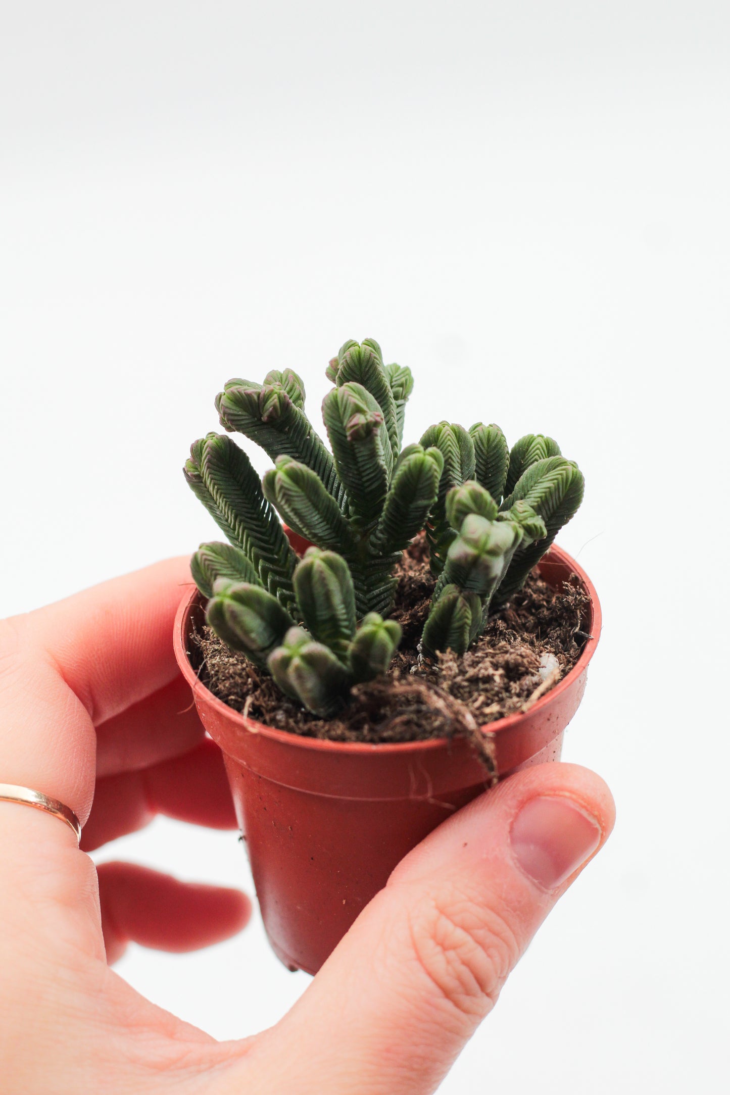 Crassula Pyramidalis