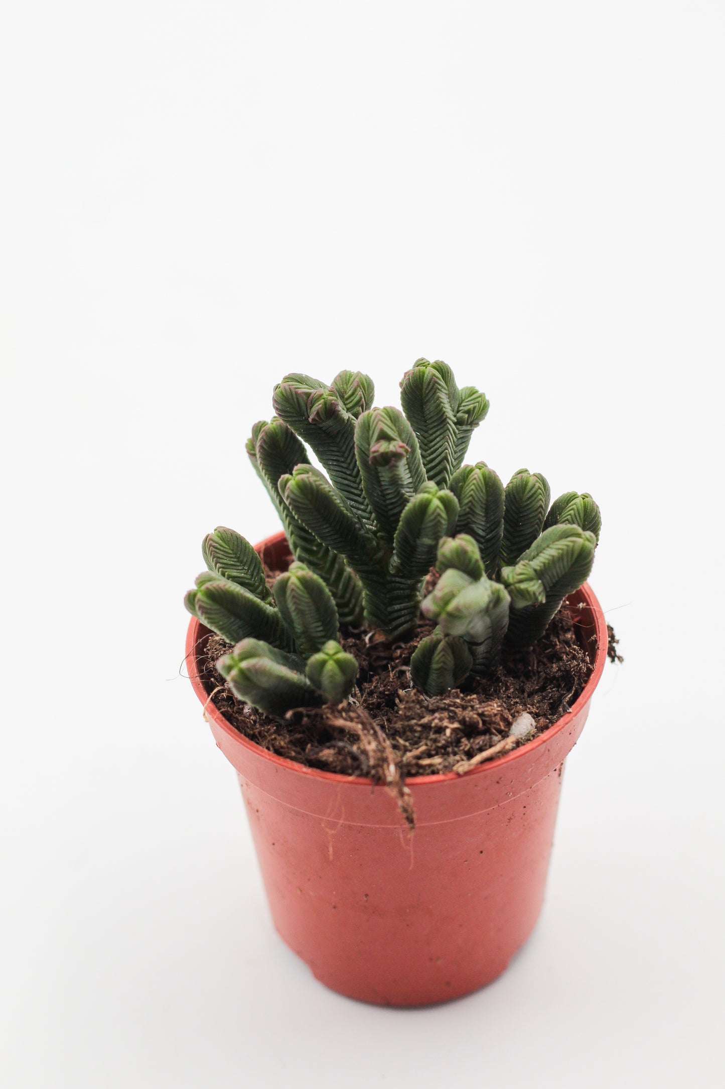 Crassula Pyramidalis
