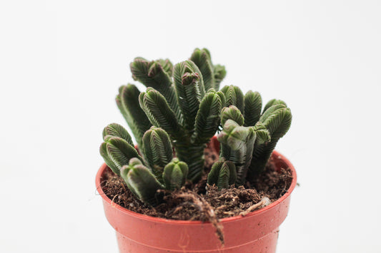 Crassula Pyramidalis