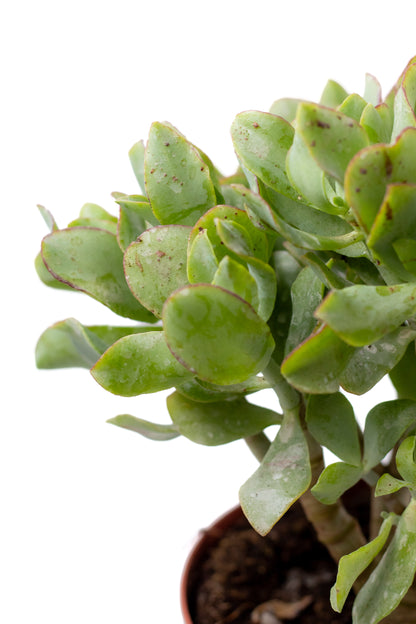 Crassula arborescens subs. undulatifolia
