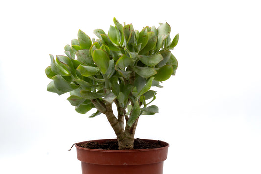 Crassula arborescens subs. undulatifolia