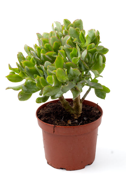 Crassula arborescens subs. undulatifolia