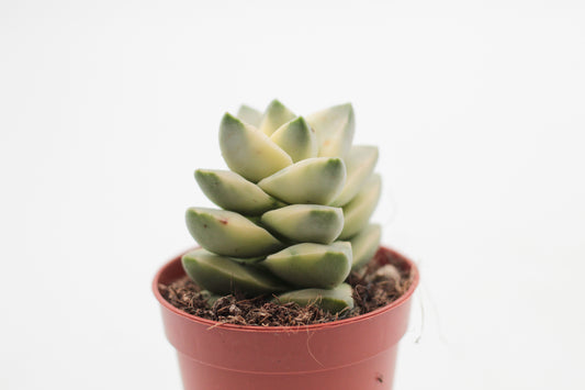 Crassula moonglow variegata