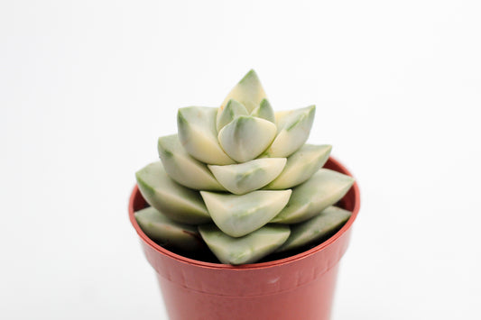 Crassula moonglow variegata