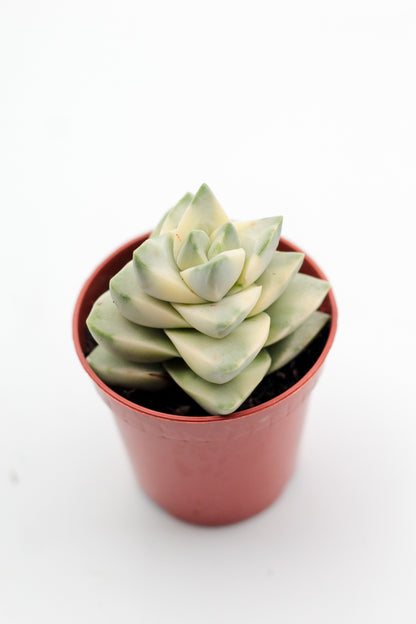 Crassula moonglow variegata
