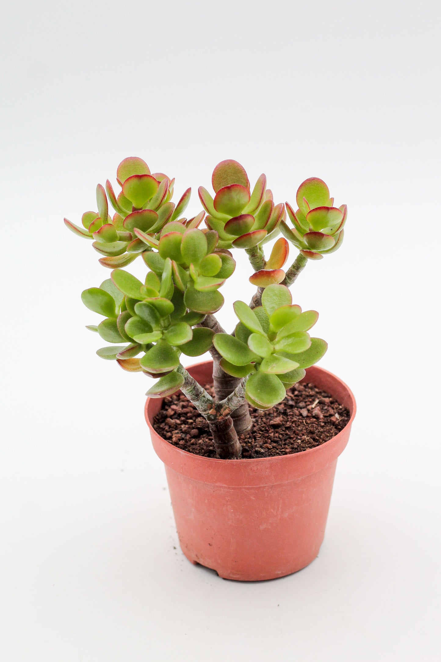 Crassula ovata minor Jade plant
