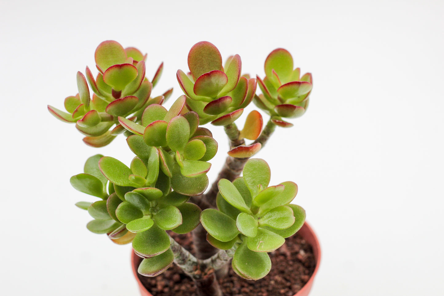 Crassula ovata minor Jade plant