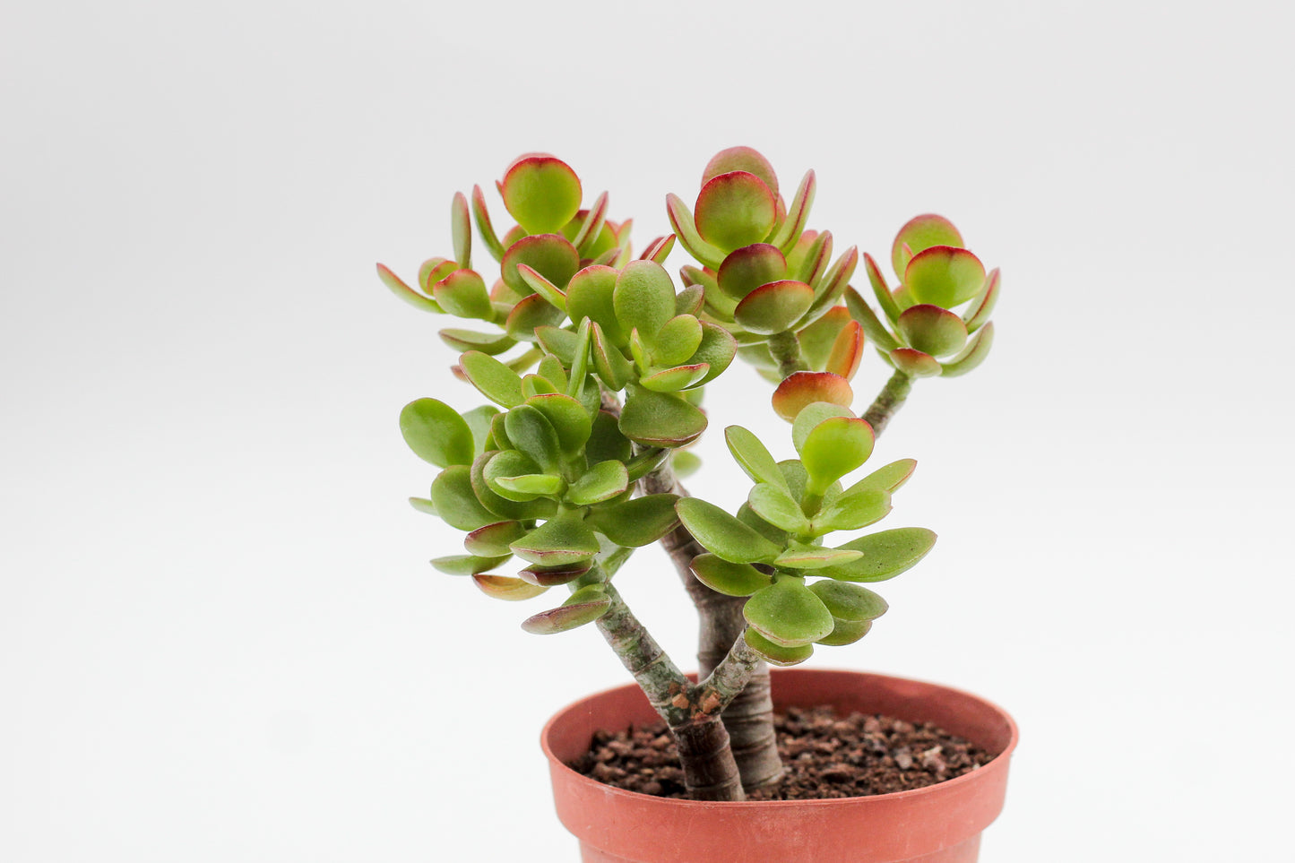 Crassula ovata minor Jade plant