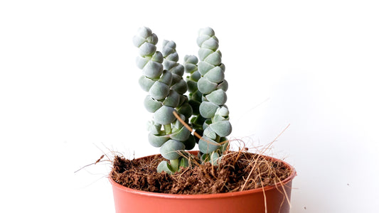 Crassula plegmatoides