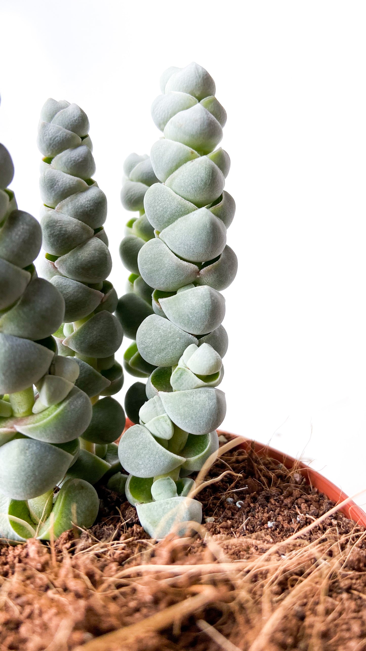 Crassula plegmatoides