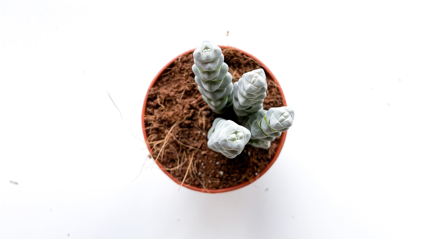 Crassula plegmatoides