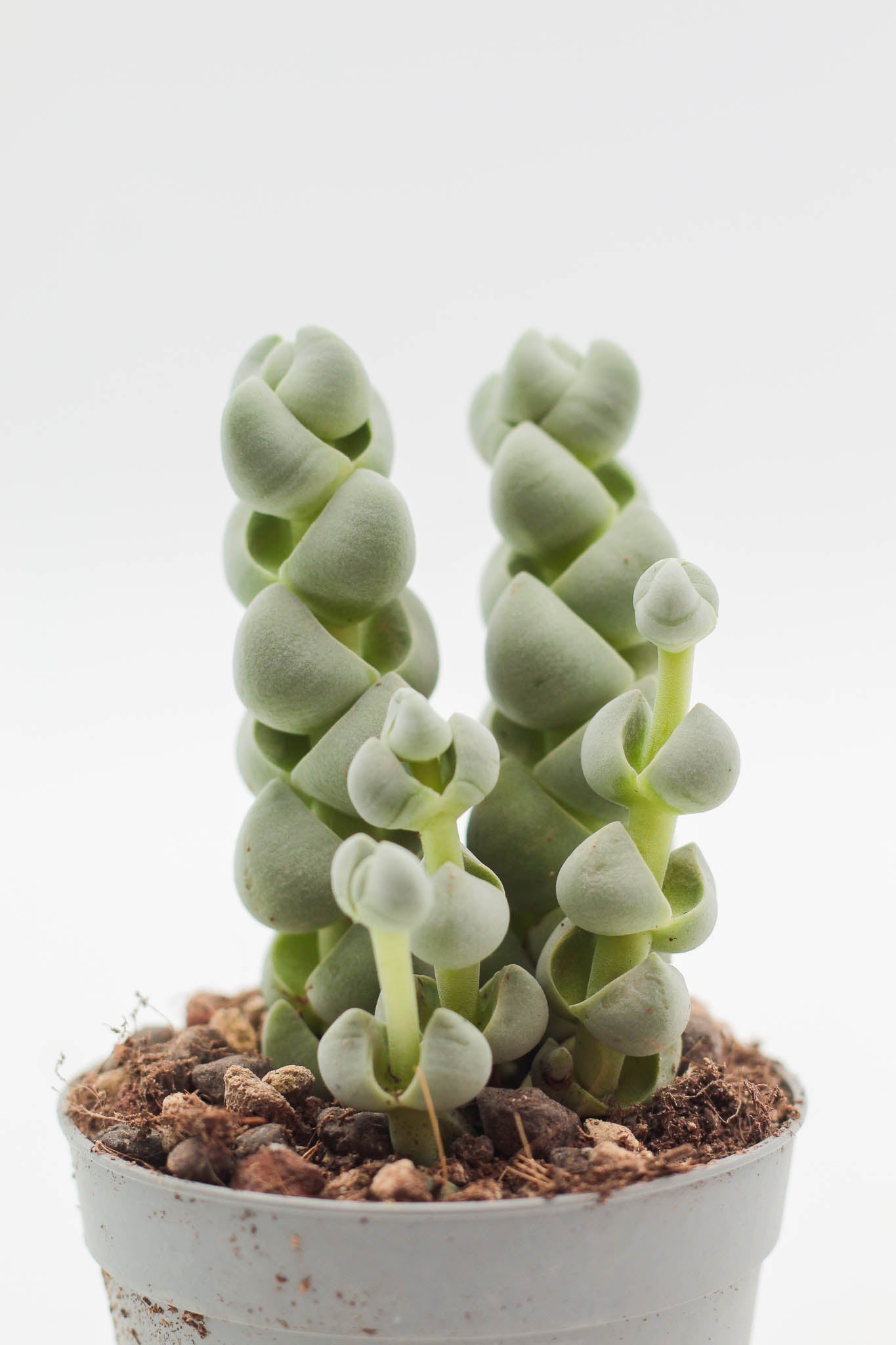 Crassula plegmatoides