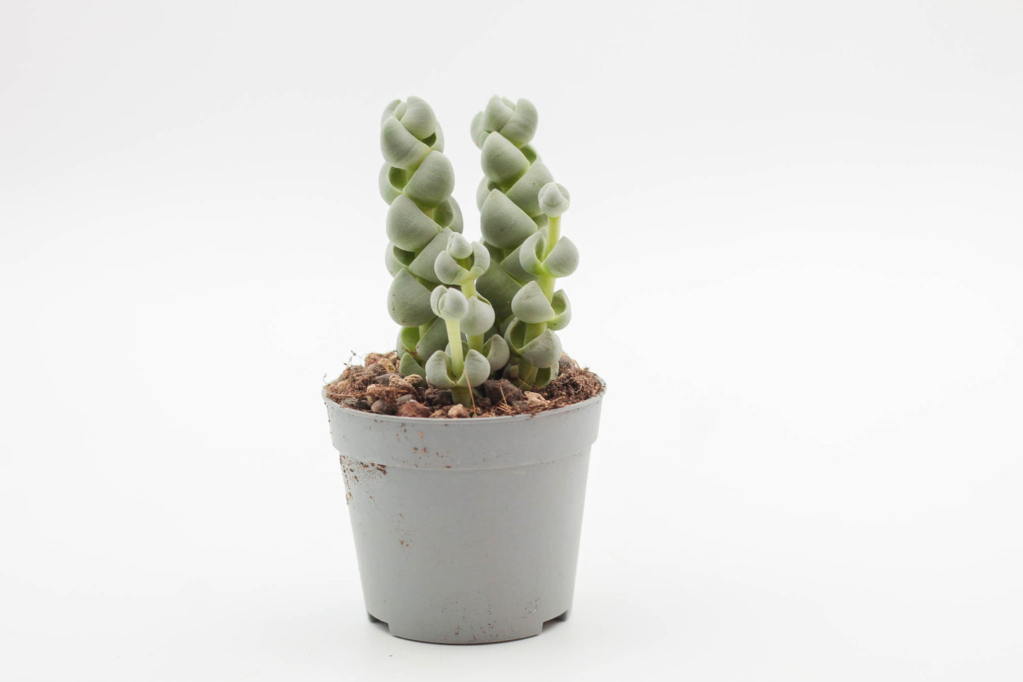 Crassula plegmatoides