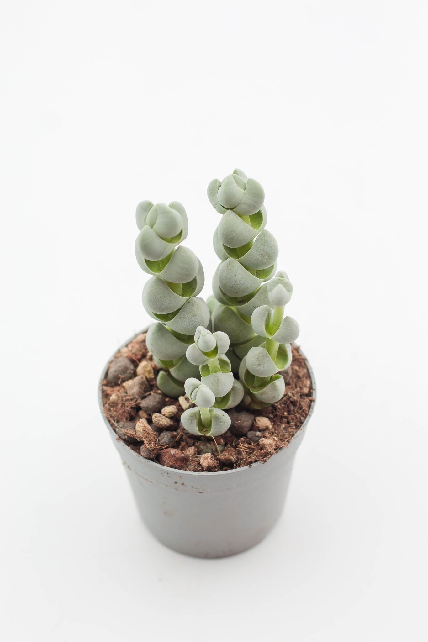 Crassula plegmatoides