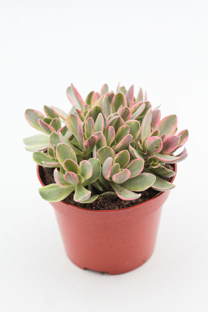 Crassula atropurpurea muirii variegata