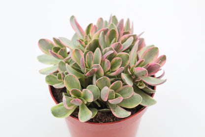 Crassula atropurpurea muirii variegata